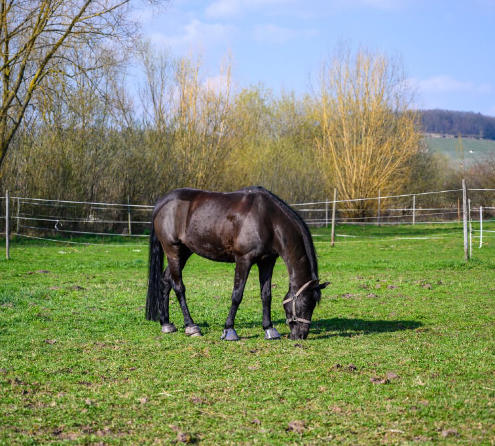 amazing-view-beautiful-black-horse-eating-grass